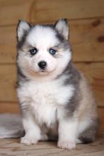 Schitterende raszuivere Pomsky reutjes blauwe oogjes, Dieren en Toebehoren, Overige rassen, 8 tot 15 weken, Meerdere, Meerdere dieren