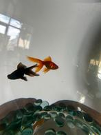 Vissen sluierstaart, Dieren en Toebehoren, Vissen | Aquariumvissen, Vis