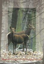 Herten., Verzamelen, Ansichtkaarten | Dieren, Wild dier, Gelopen, Verzenden, 1980 tot heden