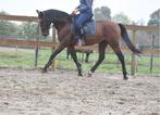 Superbrave prachtige Portugese ruin, Dieren en Toebehoren, Paarden, Gechipt, B, Ruin, 3 tot 6 jaar