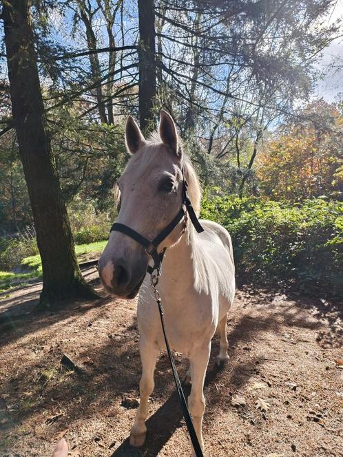 Verzorger / bijrijder gezocht, Dieren en Toebehoren, Paarden en Pony's | Verzorgingsproducten, Ophalen of Verzenden