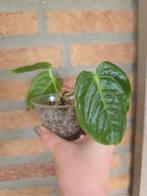 Kamerplanten opruiming, Ophalen of Verzenden, Volle zon, Minder dan 100 cm