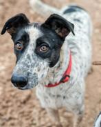 Mag ik bij jou? Domino., Dieren en Toebehoren, Honden | Niet-rashonden, Particulier, Buitenland, Teef, Parvo