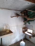 Markplaats, Dieren en Toebehoren, Vogels | Kanaries, Meerdere dieren, Zangkanarie