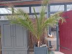 Phoenix, Ophalen, Zomer, Overige soorten, Volle zon