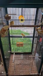 kanarie poppen, Dieren en Toebehoren, Vogels | Kanaries, Vrouwelijk