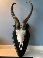 Springbok schedel en gewei op schild - Namibië, Verzamelen, Dierenverzamelingen, Ophalen of Verzenden, Zo goed als nieuw, Wild dier