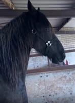 Paardenverzorgster gezocht, Dieren en Toebehoren, Paarden, Merrie, Recreatiepaard, Gechipt, 3 tot 6 jaar