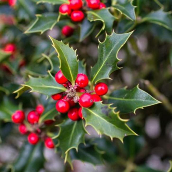 Hulst, Tuin en Terras, Planten | Struiken en Hagen, Struik, Hulst, 100 tot 250 cm, Ophalen