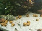 Goud/Gele appelslakken 2 tot 4 cm, Dieren en Toebehoren, Vissen | Aquariumvissen, Slak of Weekdier, Zoetwatervis