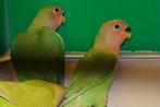 Wisselend assortiment vogels!, Meerdere dieren, Tropenvogel
