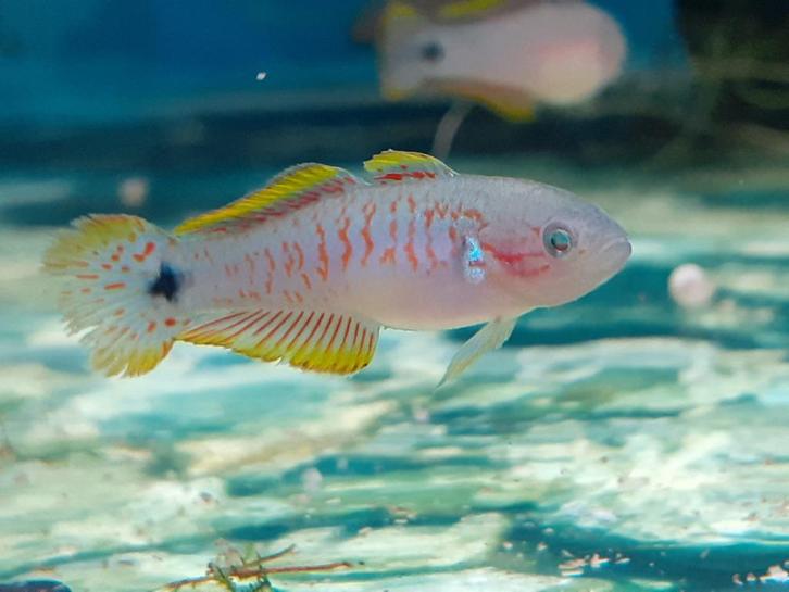 pauwoog grondel, Dieren en Toebehoren, Vissen | Aquariumvissen, Zoetwatervis, Vis