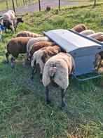 Schapen, Meerdere dieren, Schaap