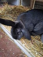 Mannetje konijn (ruilen of gratis), Dieren en Toebehoren, Mannelijk, Middelgroot, 0 tot 2 jaar