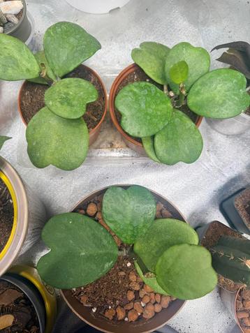 Hoya kerrii plant beschikbaar voor biedingen