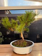 Pre bonsai Pinus thunbergii (VERKOCHT), In pot, Bloeit niet, Halfschaduw, Minder dan 100 cm