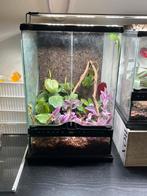 Te koop 3 teraria met dieren, Dieren en Toebehoren, Overige soorten, Met terrarium, 0 tot 2 jaar