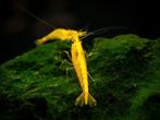 Neocaridina yellow neon fire backline garnalen, Kreeft, Krab of Garnaal