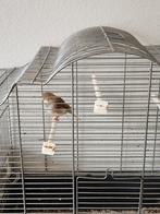 Kanarie incl kooi, Dieren en Toebehoren, Vogels | Kanaries, Mannelijk, Zangkanarie