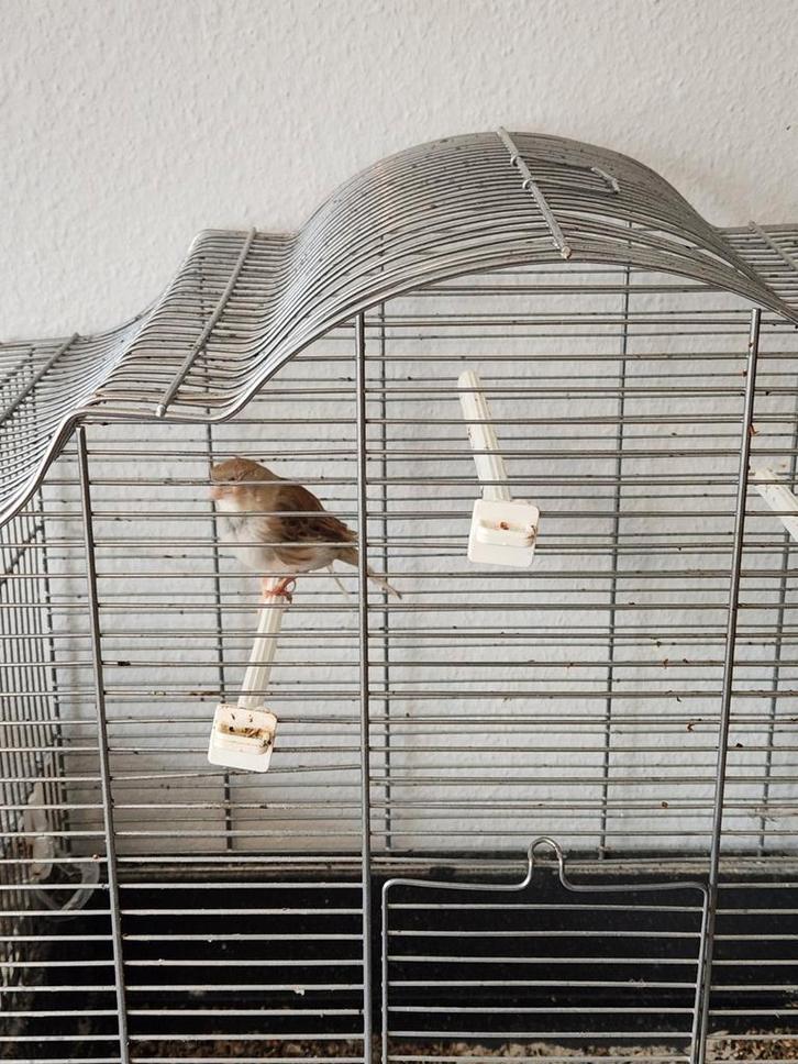 Kanarie incl kooi, Dieren en Toebehoren, Vogels | Kanaries, Zangkanarie, Mannelijk