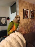 Tamme bonte boer pop van 2024, Dieren en Toebehoren, Vogels | Parkieten en Papegaaien, Vrouwelijk, Papegaai