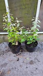 elaeagnus ebbingei compacta groenblijvend in de winter, Ophalen of Verzenden, Overige soorten, 100 tot 250 cm