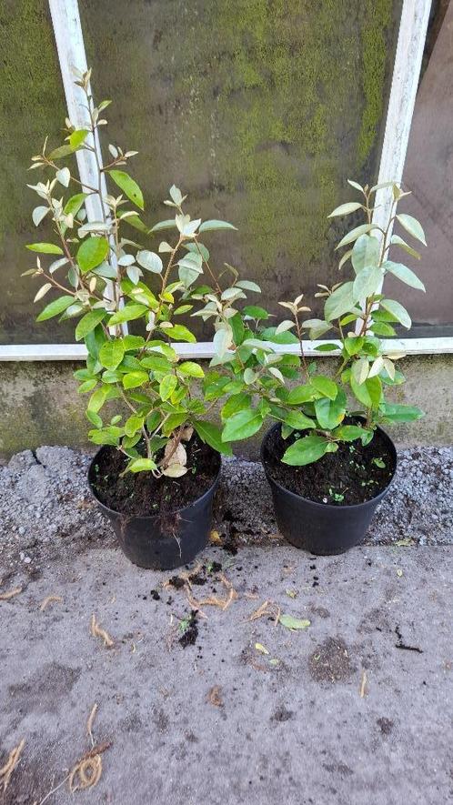 elaeagnus ebbingei compacta groenblijvend in de winter, Tuin en Terras, Planten | Struiken en Hagen, Overige soorten, 100 tot 250 cm