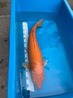 karashigoi, Dieren en Toebehoren, Vissen | Vijvervissen, Karper of Koi