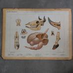 Bijplaat Herkauwers – Koekkoek 1915, Antiek en Kunst, Antiek | Schoolplaten, Ophalen of Verzenden, Natuur en Biologie