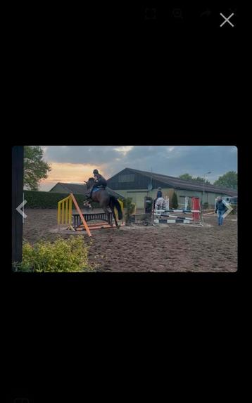Super lief recreatie paard / leermeester te koop beschikbaar voor biedingen