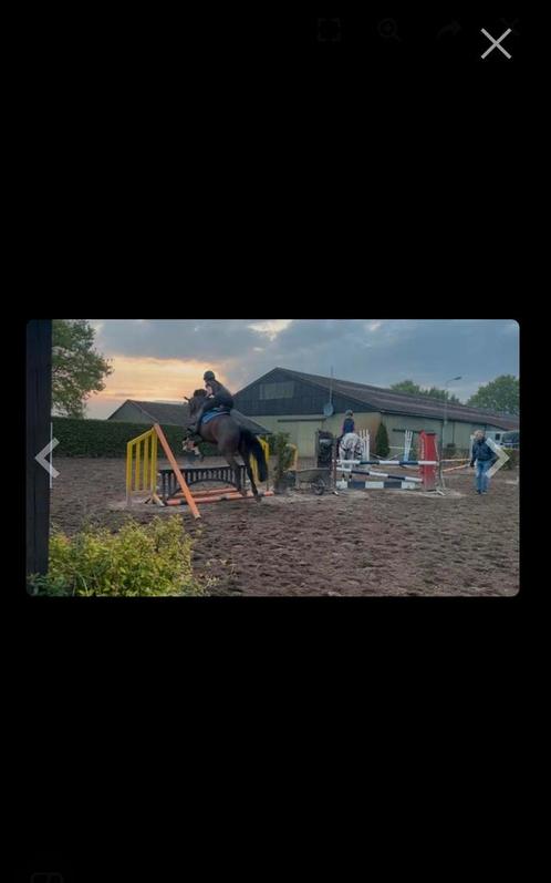 Super lief recreatie paard / leermeester te koop, Dieren en Toebehoren, Paarden, Ruin, B, 165 tot 170 cm, 3 tot 6 jaar, Springpaard