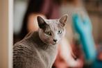 Otje zoekt gouden mandje - Blauwe Rus herplaatser, Dieren en Toebehoren, Katten en Kittens | Raskatten | Korthaar, Poes, Gechipt