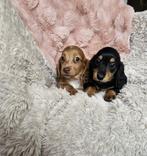 Langharige dwerg teckel kaninchen langhaar dwergteckel pups, Dieren en Toebehoren, Honden | Teckels en Dashonden, 8 tot 15 weken