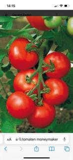 tomaten plantjes, Tuin en Terras, Bloembollen en Zaden, Ophalen of Verzenden