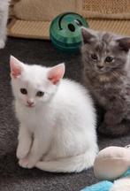 Lieve vrouwelijke kittens (Britse Korthaar  Turkse Angora), Dieren en Toebehoren, Katten en Kittens | Raskatten | Langhaar, Poes