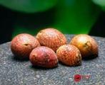 Clithon Sowerianum 'Pink Lady Snail' - Koidream Valburg, Slak of Weekdier, Zoetwatervis