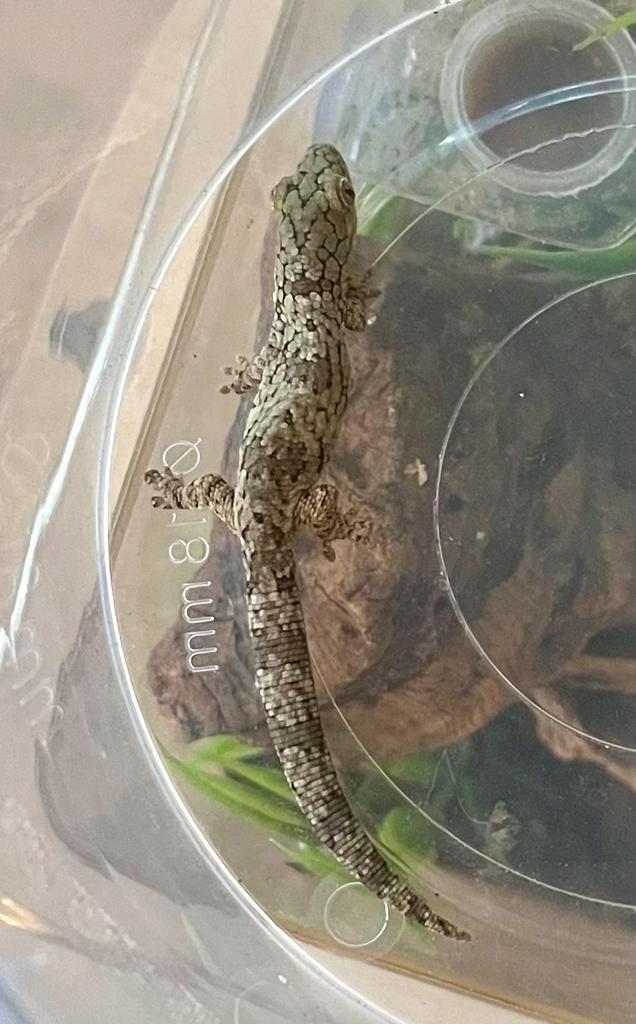 Eurydactylodes occidentalis, Dieren en Toebehoren, Reptielen en Amfibieën, Hagedis, 0 tot 2 jaar