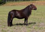 Fantastische 14 jarige shetlandmerrie kinderpony!, Dieren en Toebehoren, Pony's, Merrie, Gechipt, Zadelmak, A pony (tot 1.17m)