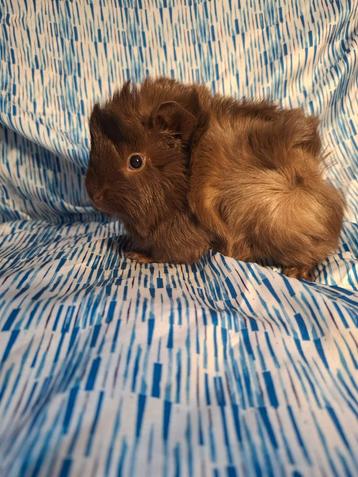 Cavia zeugje  beschikbaar voor biedingen