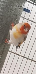 Putters Major, Dieren en Toebehoren, Vogels | Kanaries, Meerdere dieren, Bastaard