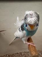 Jonge Hagoromo grasparkiet, Dieren en Toebehoren, Vogels | Parkieten en Papegaaien, Mannelijk, Parkiet