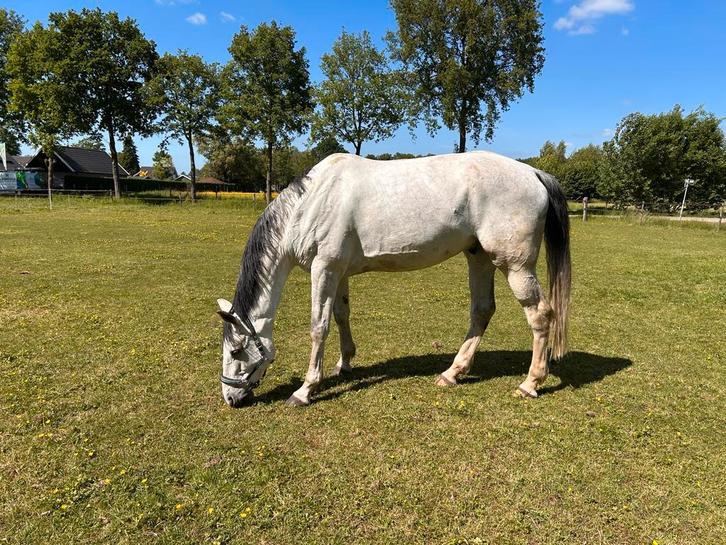 10 jarige recreatie ruin, Dieren en Toebehoren, Paarden, Ruin, Recreatiepaard