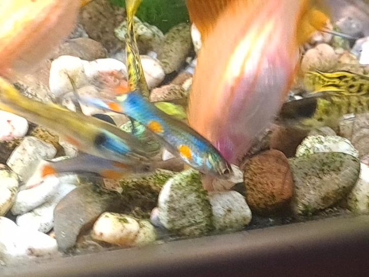 Endler guppen, Dieren en Toebehoren, Vissen | Aquariumvissen, Zoetwatervis, Vis, Schoolvis