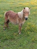 3 jarige nsps Shetland merrie, Dieren en Toebehoren, Pony's, Merrie, A pony (tot 1.17m), 11 jaar of ouder, Recreatiepony