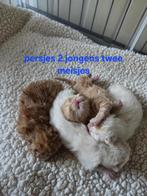 Persische kittens, Dieren en Toebehoren, Katten en Kittens | Raskatten | Langhaar, Meerdere dieren, Gechipt, 0 tot 2 jaar