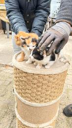 3 Tamme boerderij kittens die graag knuffelen, Meerdere dieren