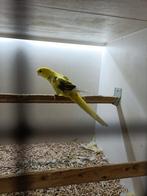 Strogele bonte rosella man, Dieren en Toebehoren, Mannelijk, Parkiet, Geringd