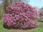 Magnolia susan goed vertakt met kluit in pot hoog rond 100, Ophalen, Vaste plant, Overige soorten, Halfschaduw
