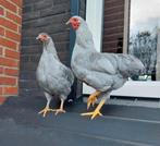 Wyandotte geel koekoek en parelgrijs, Meerdere dieren, Kip