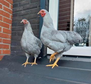 Wyandotte geel koekoek en parelgrijs beschikbaar voor biedingen
